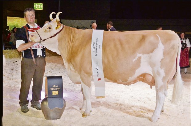 Keine Reinzuchtausstellung für die Simmentaler, die Rasse ist aber gut auf Kurs Sie wurde Grand Champion an der Reinzuchtausstellung 2015 in Thun BE: Herzog Petra von Stephan und Jonathan Perreten aus der Lauenen BE.