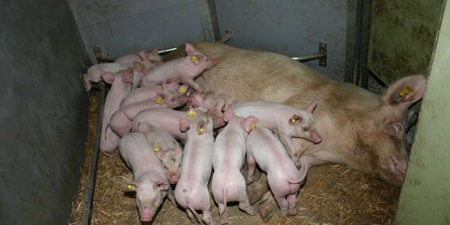 Bei Muttersauen können Pilzgifte zu Fressunlust, Milchfieber, Aborten oder zu Umrauschen führen. (Bild BauZ)