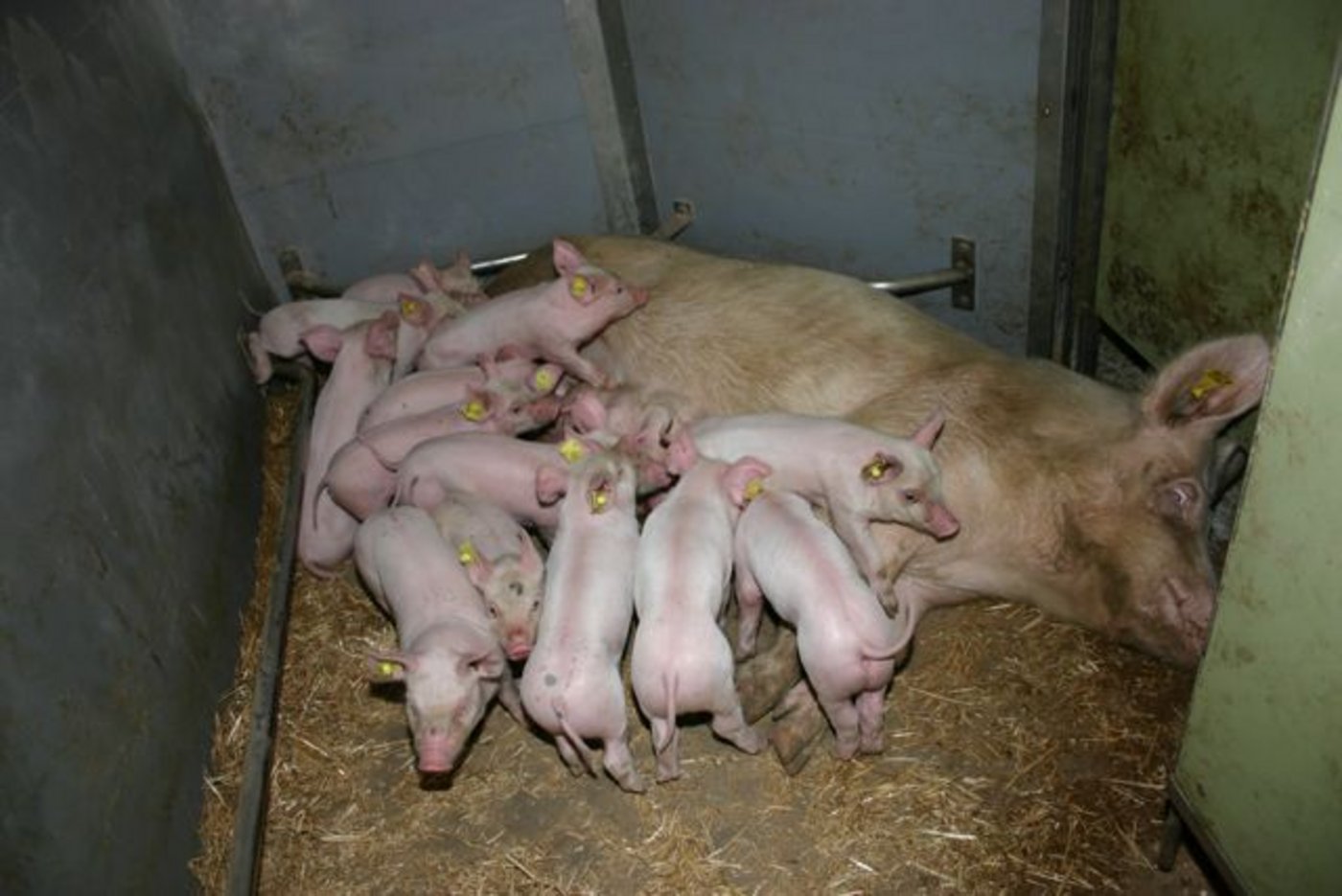 Bei Muttersauen können Pilzgifte zu Fressunlust, Milchfieber, Aborten oder zu Umrauschen führen. (Bild BauZ)