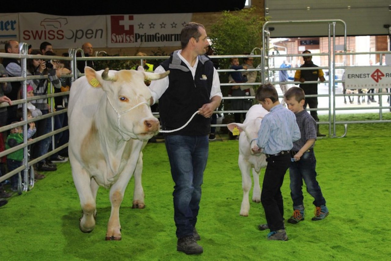 Dieses Jahr messen sich wieder viele schöne Rinder in der Vianco Arena in Brugg. (Bild Swissopen)