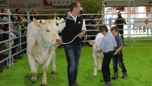 Dieses Jahr messen sich wieder viele schöne Rinder in der Vianco Arena in Brugg. (Bild Swissopen)