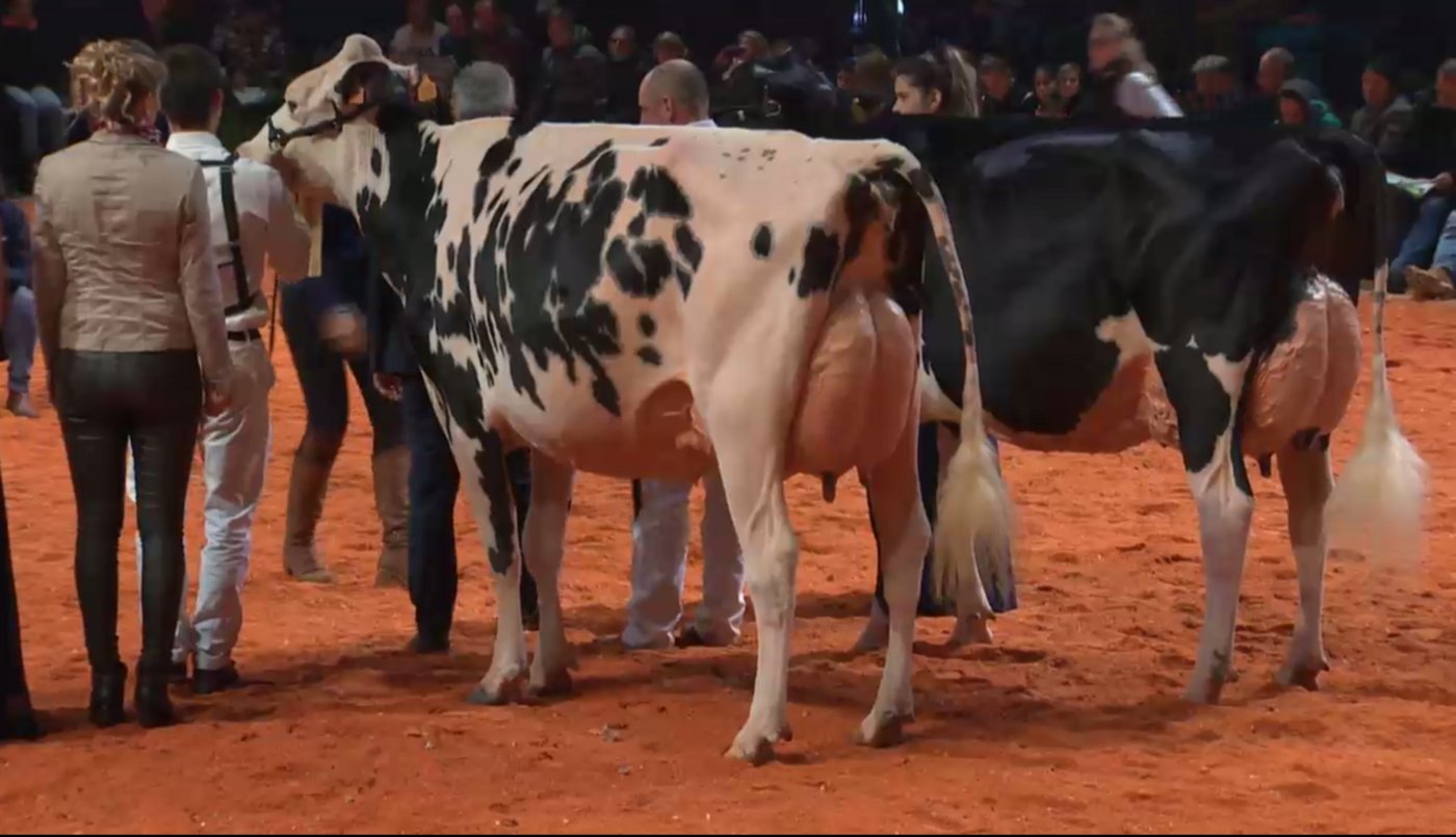 Intermediare: M.E.Dal Long P Dandy (rechs), Errera Holstein, nach Italien. Reserve: Goldday Talentueuse de Grandcourt, Jonette Guy, Belgien.