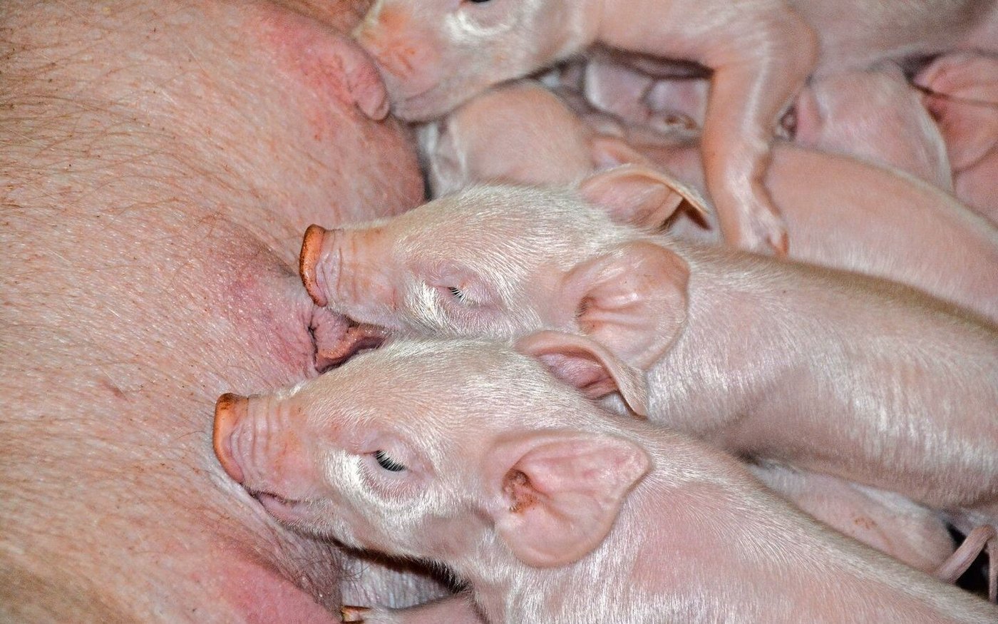 Die Anzahl abgesetzter Ferkel werde sich in Richtung 30 pro Sau und Jahr bewegen, vermutet die Suisag.