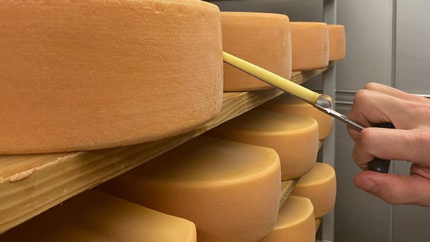Die Bakterien im Käse stellen Vitamin K2 her – aber nicht alle Mikroorganismen produzieren es in vergleichbarer Menge. (Bild J. Haldemann / Agroscope)