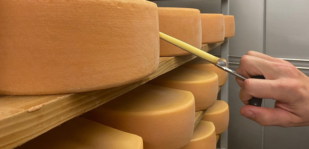Die Bakterien im Käse stellen Vitamin K2 her – aber nicht alle Mikroorganismen produzieren es in vergleichbarer Menge. (Bild J. Haldemann / Agroscope)