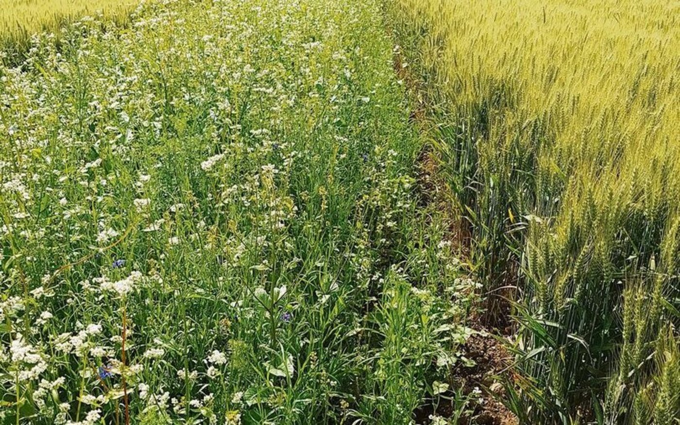 Die biologische Vielfalt kann in diversen Formen für die Landwirtschaft nützlich sein.