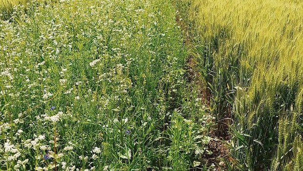 Die biologische Vielfalt kann in diversen Formen für die Landwirtschaft nützlich sein.