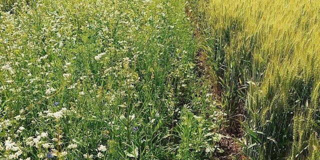Die biologische Vielfalt kann in diversen Formen für die Landwirtschaft nützlich sein.