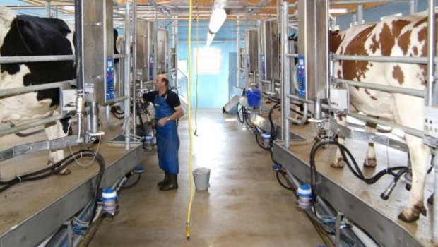 Kuhtoiletten, eingedickte Milch, optimale Stallbauten: Das Programm der Melktechniktagung ist bunt. (Bild Agroscope) 