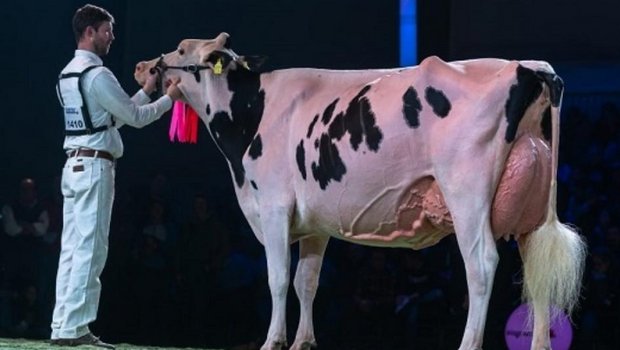  Die Holsteinsiegerin an der Swiss Expo: Sunibelle Dempsey Espirit. (Bild The Bullvine) 