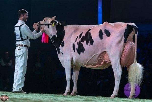  Die Holsteinsiegerin an der Swiss Expo: Sunibelle Dempsey Espirit. (Bild The Bullvine) 
