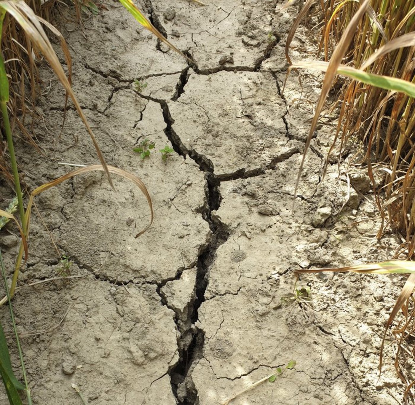 Die Trockenheit macht den Landwirten zu schaffen. (Bild lid/ji)