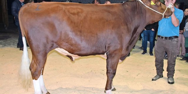 Mister Riggisberg wurde der wunderschöne SF-Stier Tommy P Lorello P (44 92) von Niklaus Leuthold, Riffenmatt.