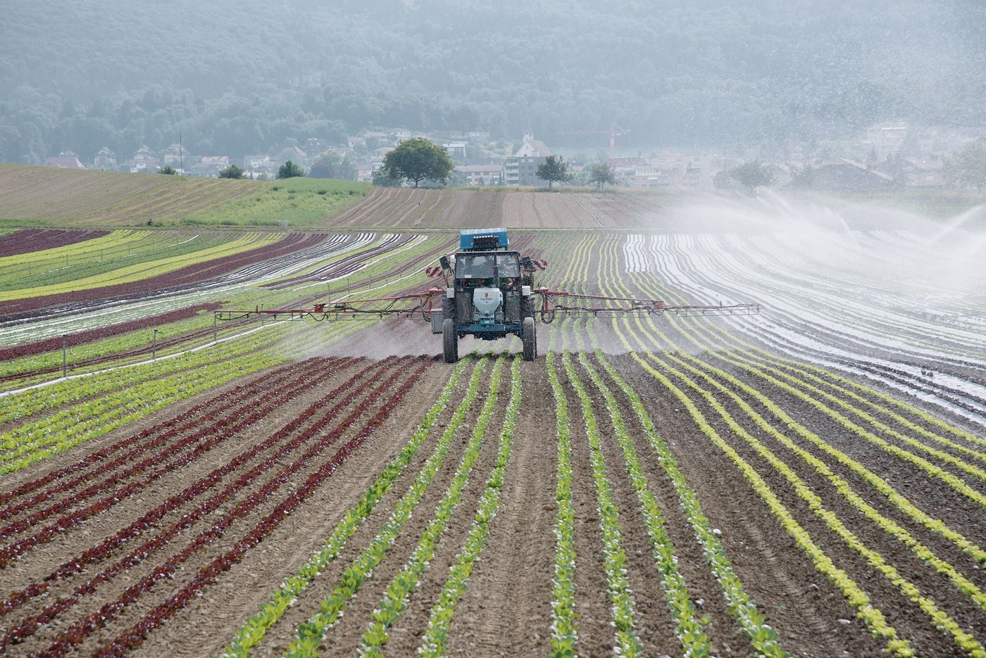 Bis zu 93 % Prozent der Spezialkultur-Betriebe würden laut Agroscope mit der Annahme der Trinkwasser-Initiative auf Direktzahlungen verzichten. Deshalb wäre ihre Wirkung sehr gering, so der SBV.(Bild LID)