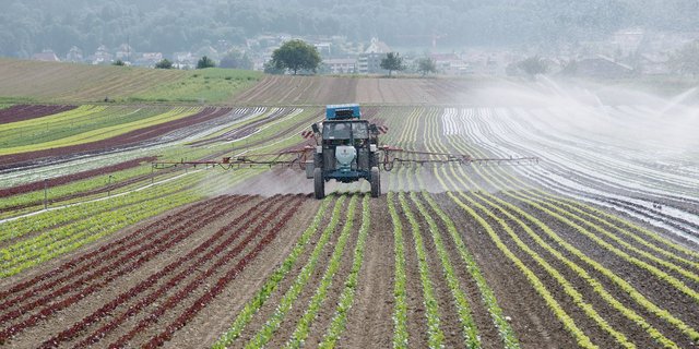 Bis zu 93 % Prozent der Spezialkultur-Betriebe würden laut Agroscope mit der Annahme der Trinkwasser-Initiative auf Direktzahlungen verzichten. Deshalb wäre ihre Wirkung sehr gering, so der SBV.(Bild LID)