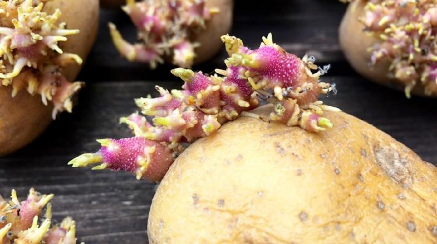 Chlorpropham wird in Lagerhallen eingesetzt, um die Keimung von Veredelungskartoffeln (Pommes Frites und Chips) zu verhindern. (Bild Adobe Stock)