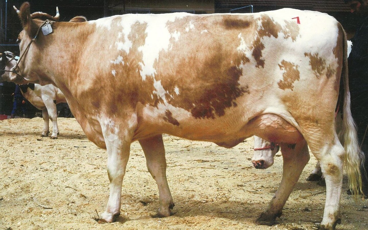 Wir reisen ins Jahr 1990 zurück: An der Sila 100 in Bern stellten Brauns mit ihrer Iltschi Sandra den Reserve-Schöneutertitel. 