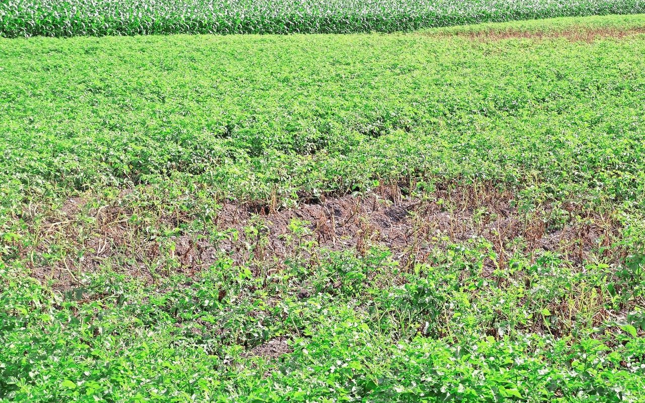 Auch im Versuchsfeld in Oberwil sind Herde mit Kraut- und Knollenfäule zu finden. Aufgrund der nassen Witterung sind die Felder nicht gut befahrbar und es gibt immer weniger Wirkstoffe.