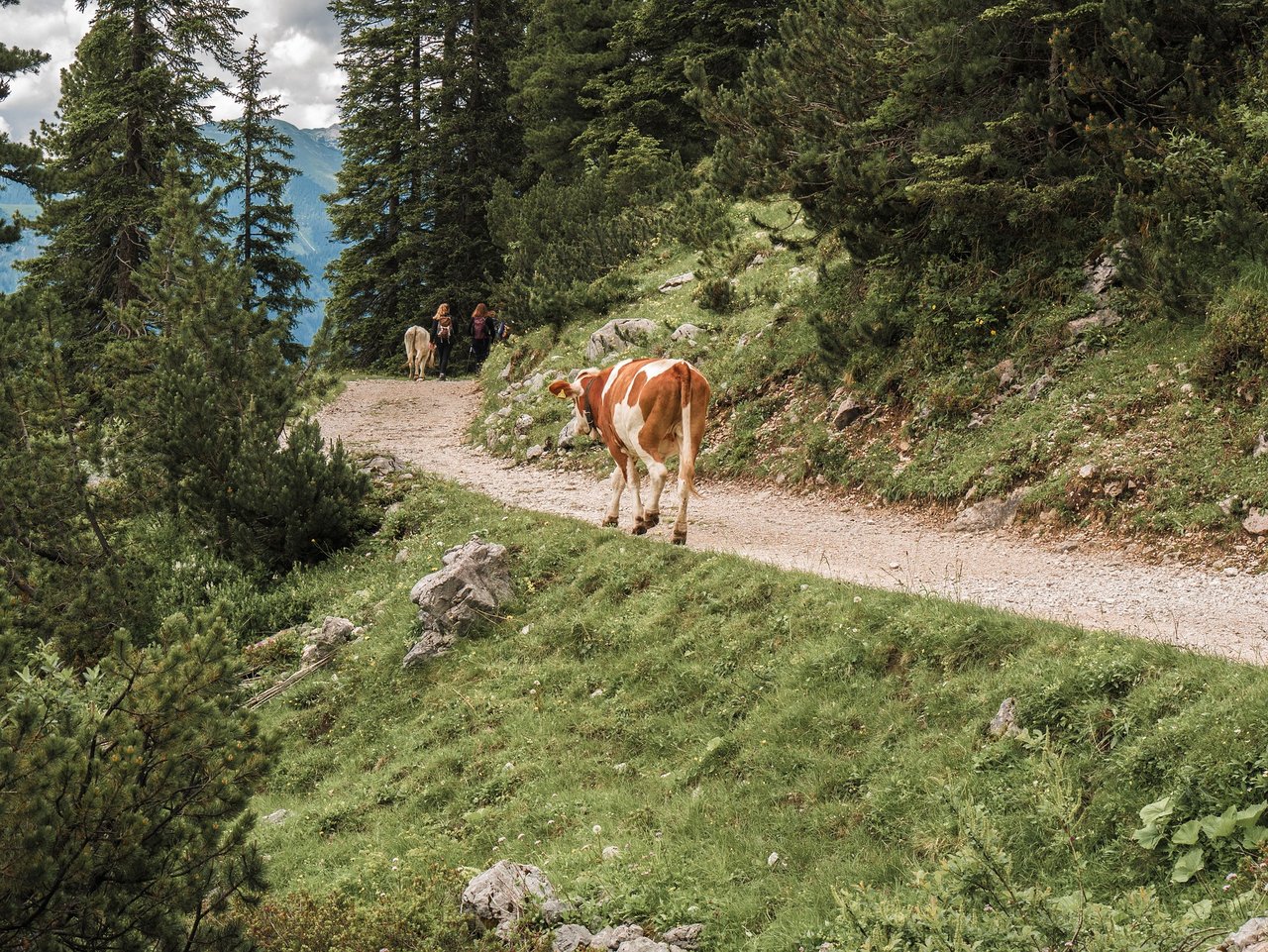 Bei Kuh-Angriffen sollte man nicht wegrennen, sondern ruhig weitergehen. Wenn man rennt, wird die Kuh mit grosser Wahrscheinlichkeit hinterherrennen. (Bild pixabay)