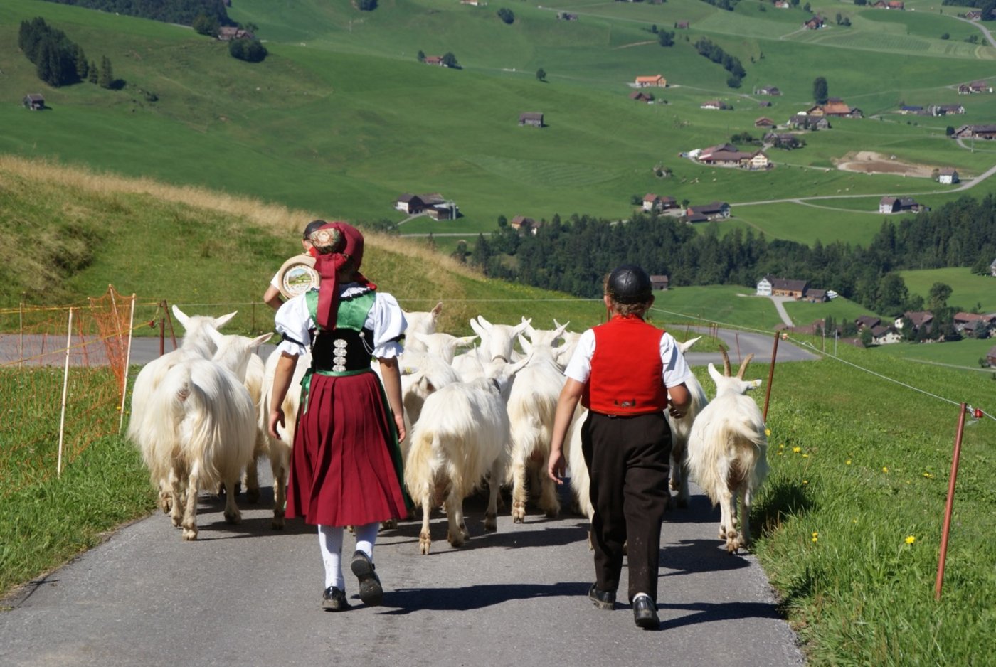 Kinder passen auf die Geissen auf.