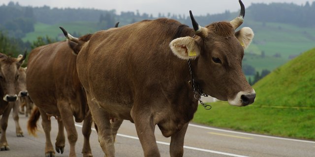 Für behornte Kühe soll es weiterhin kein Geld geben. (Bild Pixabay)