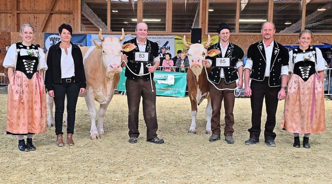 Die Schönsten der Simmental-Kühe: Die Miss, Unetto Wolga von Stefan Jost (links) und Schöneuter Senn Kenia von Walter und Brigitte Stucki-Jenni.