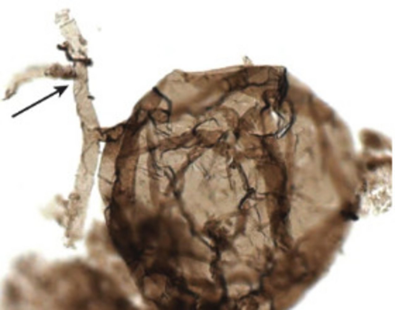 Ourasphaira giraldae heisst der fossile Pilz. Er ist ein winziger Mehrzeller (Bild nature)