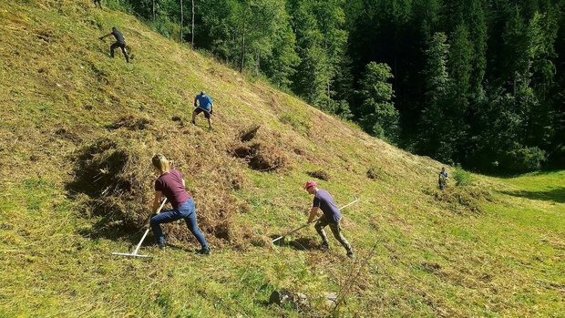 Die Pflege der Grenz Die Pflege der Grenzertragsflächen, wie hier auf dem Brandberg, ist mit viel (Hand)-Arbeit verbunden.