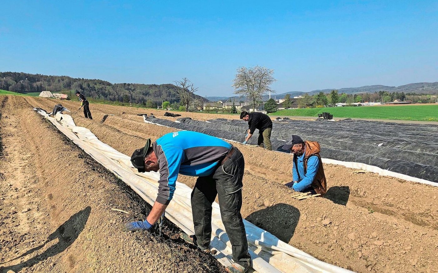 Für die Spargelernte baucht es viele Hilfskräfte, die entsprechend angemessen zu versichern sind.  