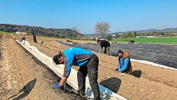 Für die Spargelernte baucht es viele Hilfskräfte, die entsprechend angemessen zu versichern sind. 