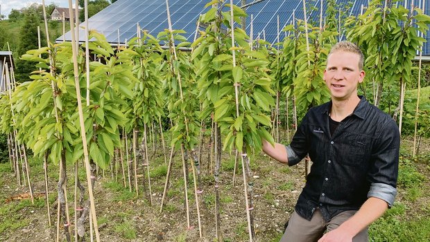 Reto Diener mit selber veredelten Bäumen der Sorte Webers Sämling. Die Früchte seien ideal für Kirschenkonfi. 