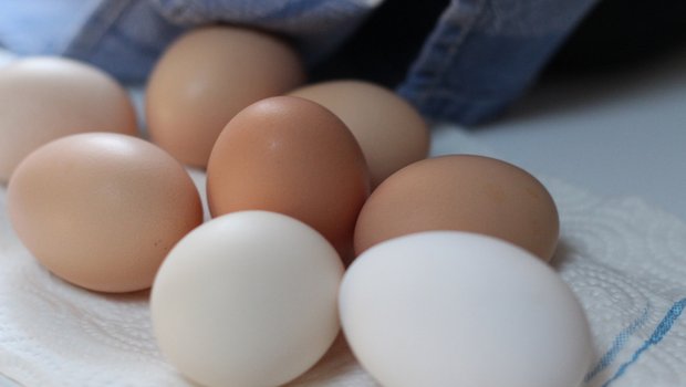 Das Bundesamt für Landwirtschaft stellt neue Publikationen zur Schweizer Eierproduktion zur Verfügung. (Bild pd)