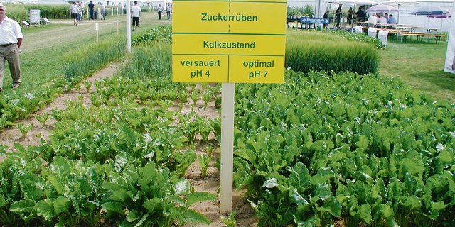 Einen zu tiefen pH-Wert im Boden vertragen die meisten Kulturen schlecht. Parzellen mit tiefem pH sollten jetzt aufgekalkt werden. (Bild Andi Distel)