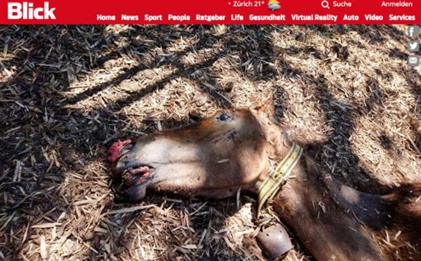 Der Kantonstierarzt sei persönlich verantwortlich für das Tierelend, welches letzte Woche bekannt geworden sei, schreibt Tierschützer Kessler in der Begründung der Strafanzeige. (Screenshot Blick.ch)