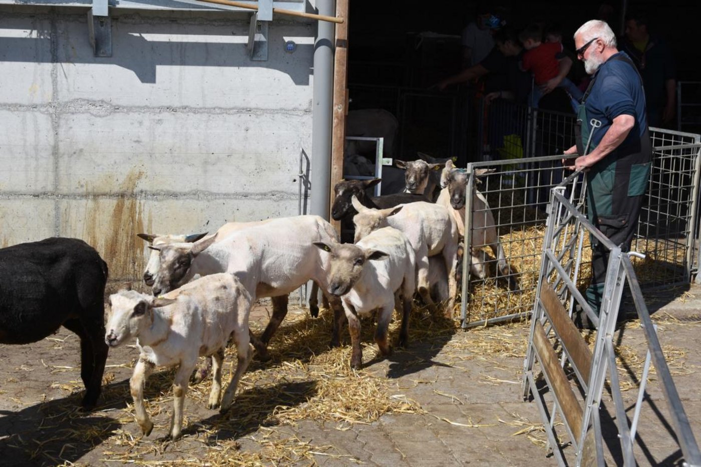 Nach der Schur werden die Schafe wieder verladen.