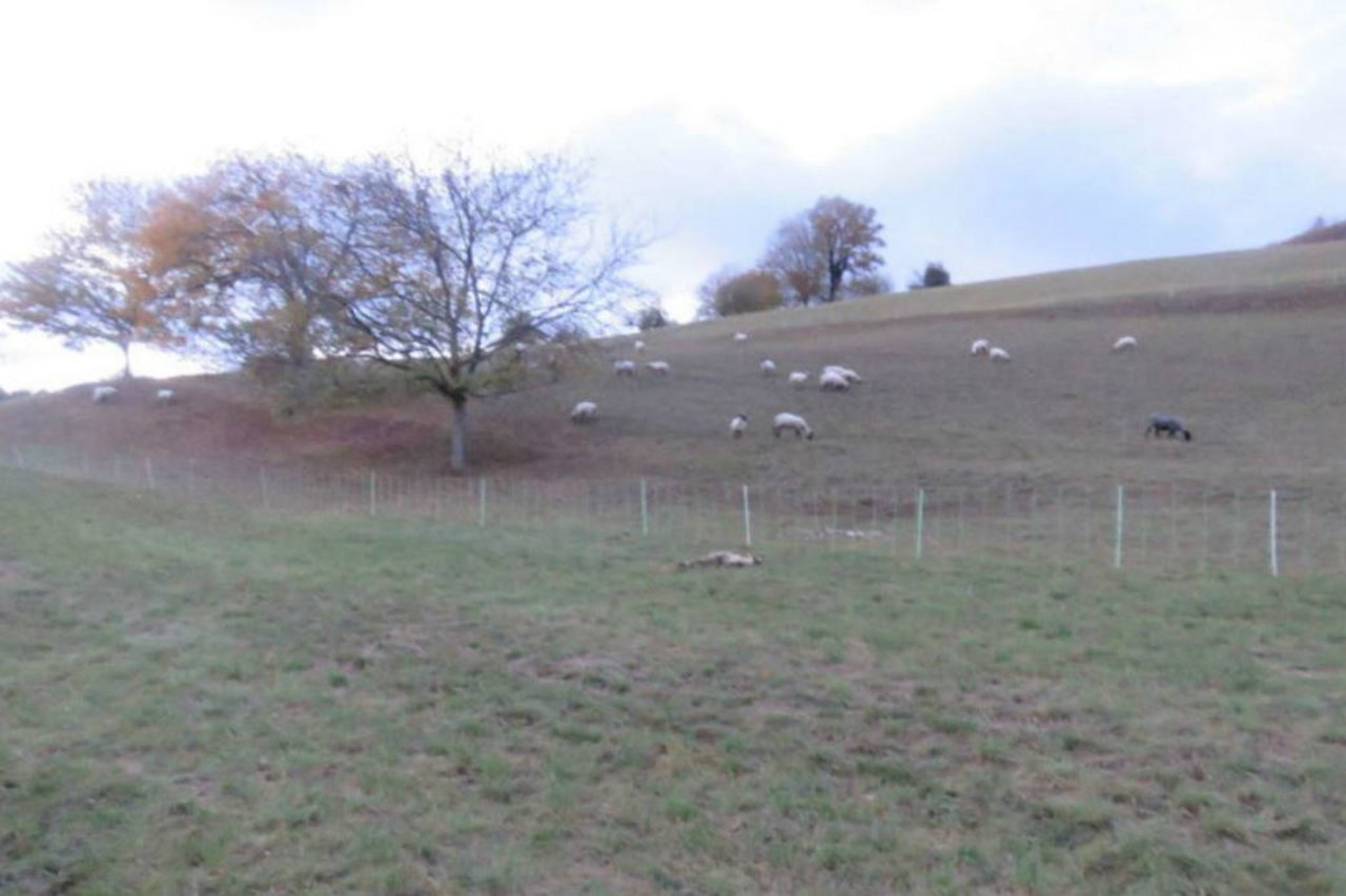 Auf zwei Weiden wurde je ein totes Schaf entdeckt. (Bild: Kantonspolizei Aargau)