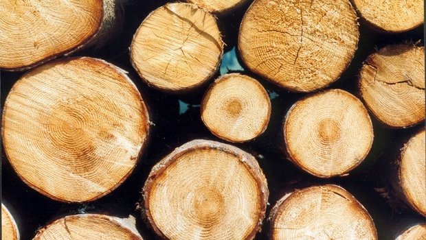 Die geringen Niederschlagsmengen der letzten Jahre und die klimatischen Veränderungen würden dazu führen, dass viel geschwächtes Holz geräumt werden müsse. (Bild BauZ)