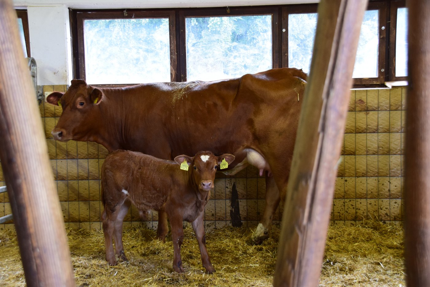 Neben tragenden Rindern wurden auch Kühe mit Kälbern verkauft. (Bild lmc)
