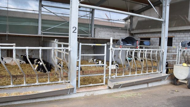 Kälberhaltung: «Jeder Stall braucht Nachrüstung» Die klimatischen Verhältnisse im Strickhof-Kälberstall sind ähnlich wie im abgebildeten. Er befindet sich in einem grossvolumigen Gebäude. (Bild: Jasmine Baumann)
