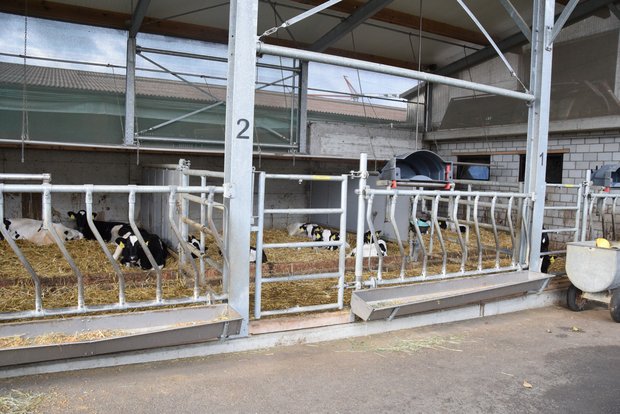 Kälberhaltung: «Jeder Stall braucht Nachrüstung» Die klimatischen Verhältnisse im Strickhof-Kälberstall sind ähnlich wie im abgebildeten. Er befindet sich in einem grossvolumigen Gebäude. (Bild: Jasmine Baumann)