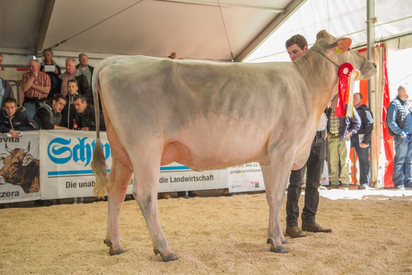 Astro Lucinda anlässlich der Gotthard Open 2017 bei ihrem Vize-Champion Titel. (Bild Braunvieh Schweiz)