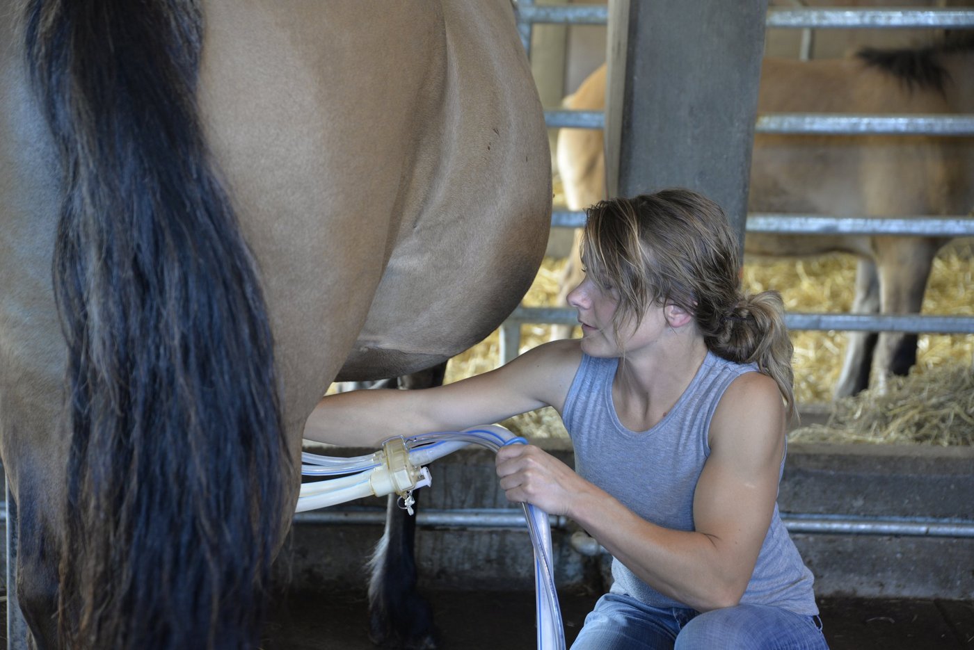 Michèle Helfenstein milk Highlandpony-Stute Rosella (Bilder Tamara Wülser).