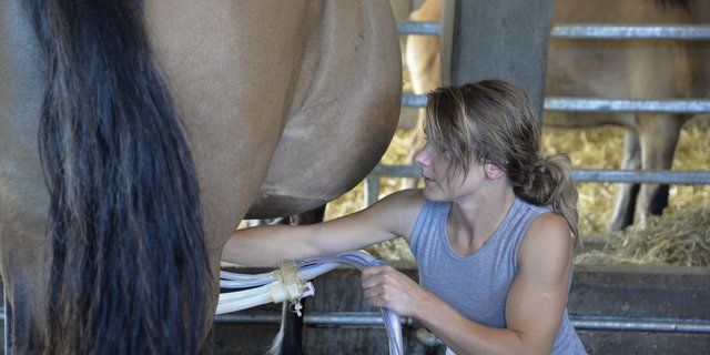 Michèle Helfenstein milk Highlandpony-Stute Rosella (Bilder Tamara Wülser).