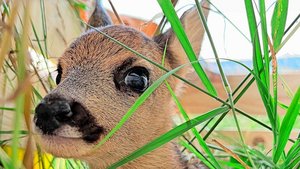 Ende April bis Anfang Juli setzen die Rehgeissen ihre Kitze. Dann gilt es, vor dem Mähen nach den Tieren Ausschau zu halten – am besten aus der Luft, sagt der STS.