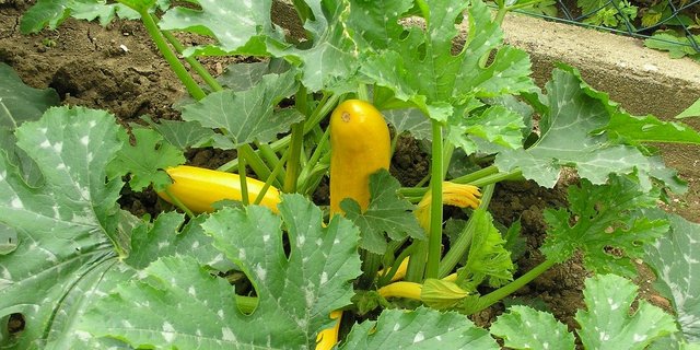 In Deutschland arbeiten jedes Jahr 300'000 Saisonarbeiter in der Landwirtschaft mit. (Bild Pixabay)