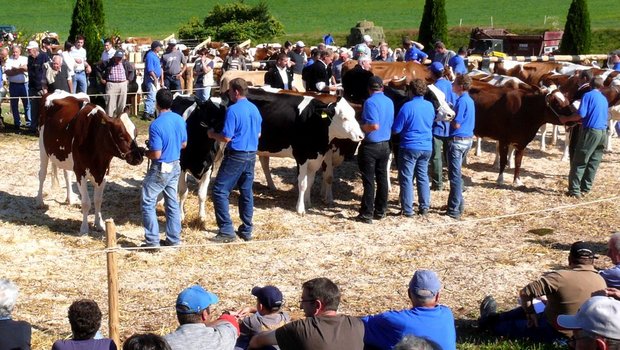 Die Viehschausaison steht vor der Stalltür. (Bild Peter Fankhauser)