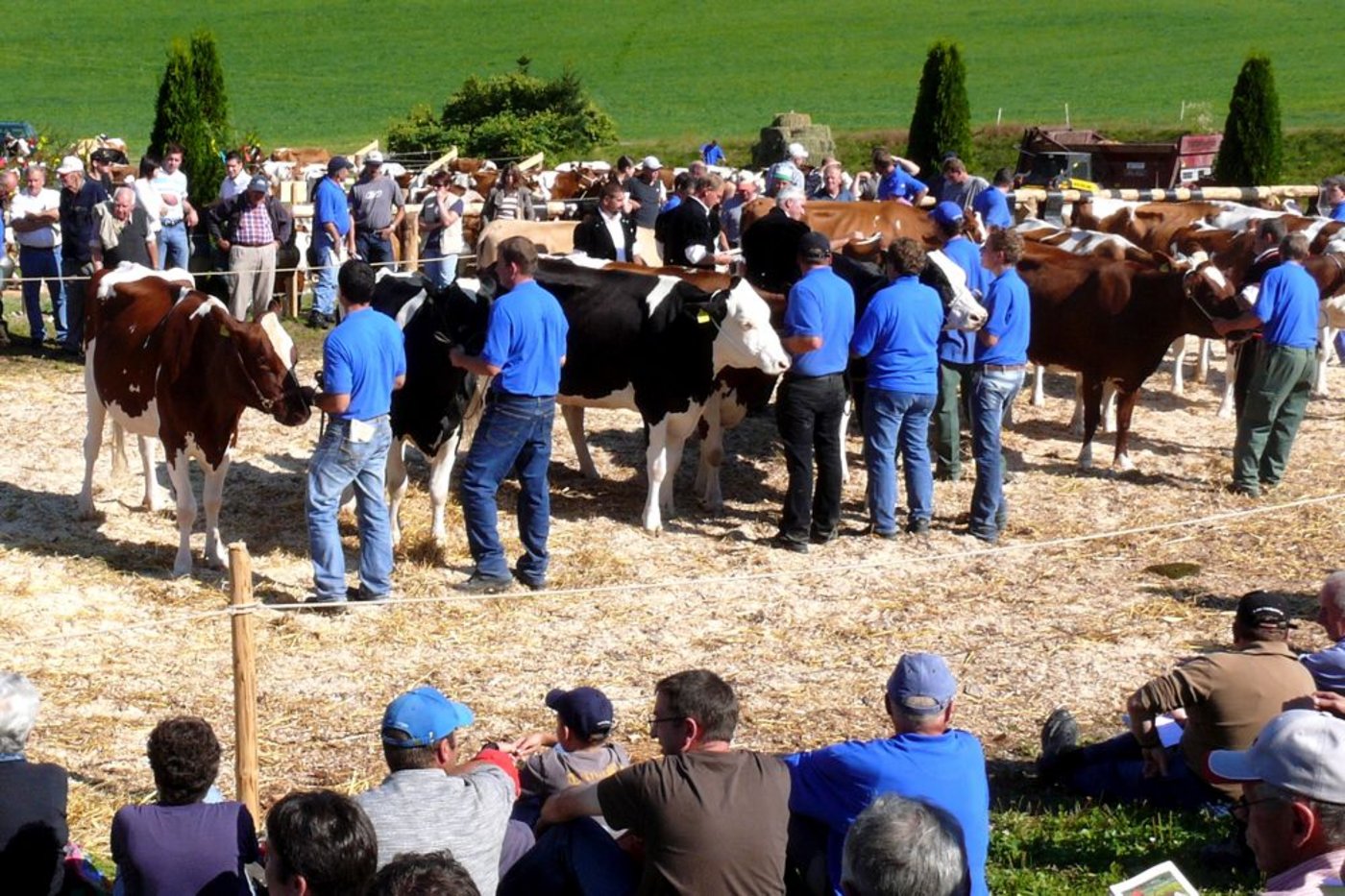 Die Viehschausaison steht vor der Stalltür. (Bild Peter Fankhauser)