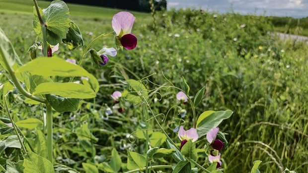 Eine Gründüngung mit Eine Gründüngung mit Leguminosen, die während der Blüte abgestoppt wird, liefert laut Agridea der nachfolgenden Sommerkultur 40 bis 50 kg N/ha.