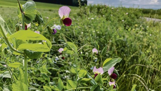 Eine Gründüngung mit Leguminosen, die während der Blüte abgestoppt wird, liefert laut Agridea der nachfolgenden Sommerkultur 40 bis 50 kg N/ha.