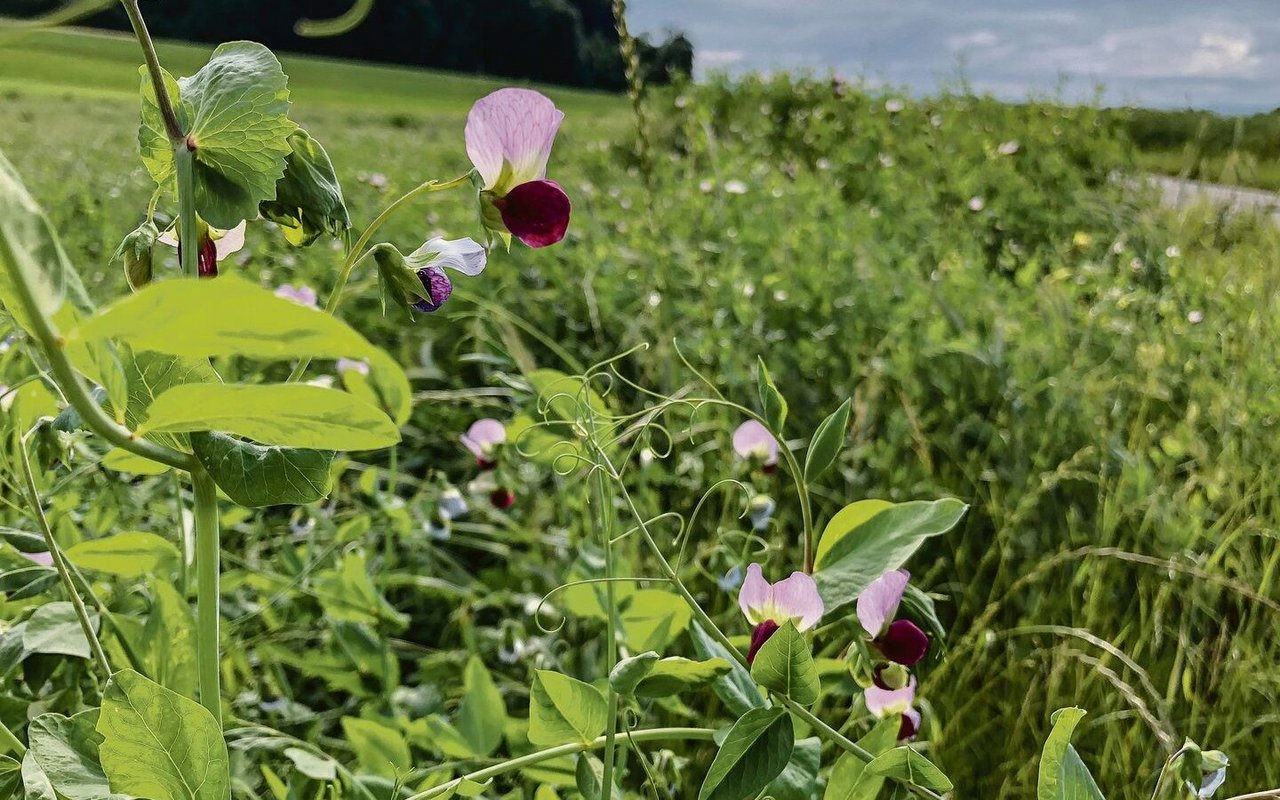 Eine Gründüngung mit Leguminosen, die während der Blüte abgestoppt wird, liefert laut Agridea der nachfolgenden Sommerkultur 40 bis 50 kg N/ha.